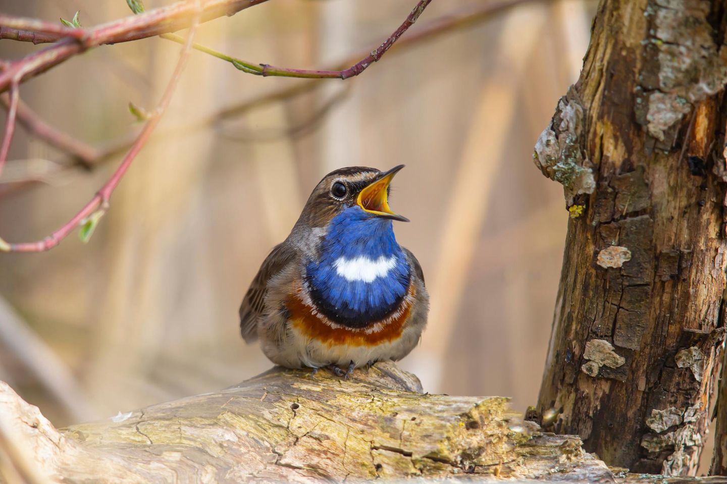 Blaukehlchen sitzt auf einem Baum und singt