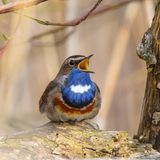Blaukehlchen sitzt auf einem Baum und singt