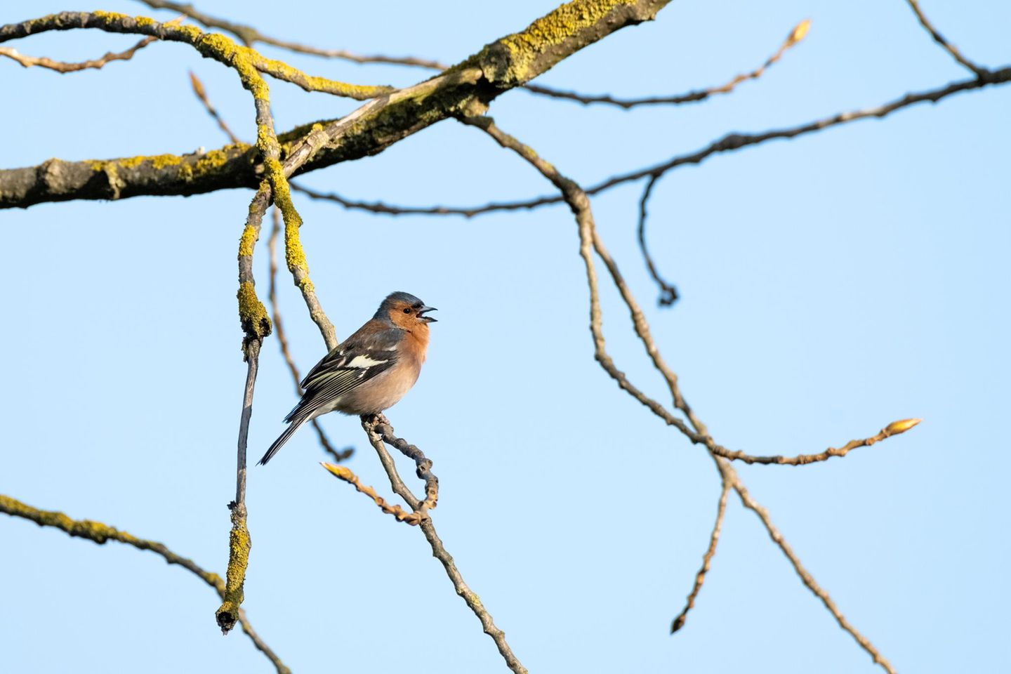 Buchfink (Fringilla coelebs) auf einem Baum.