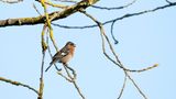 Buchfink (Fringilla coelebs) auf einem Baum.