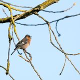 Buchfink (Fringilla coelebs) auf einem Baum.
