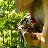 Nahaufnahme eines Buntspechts an einer Vogelfutterstation