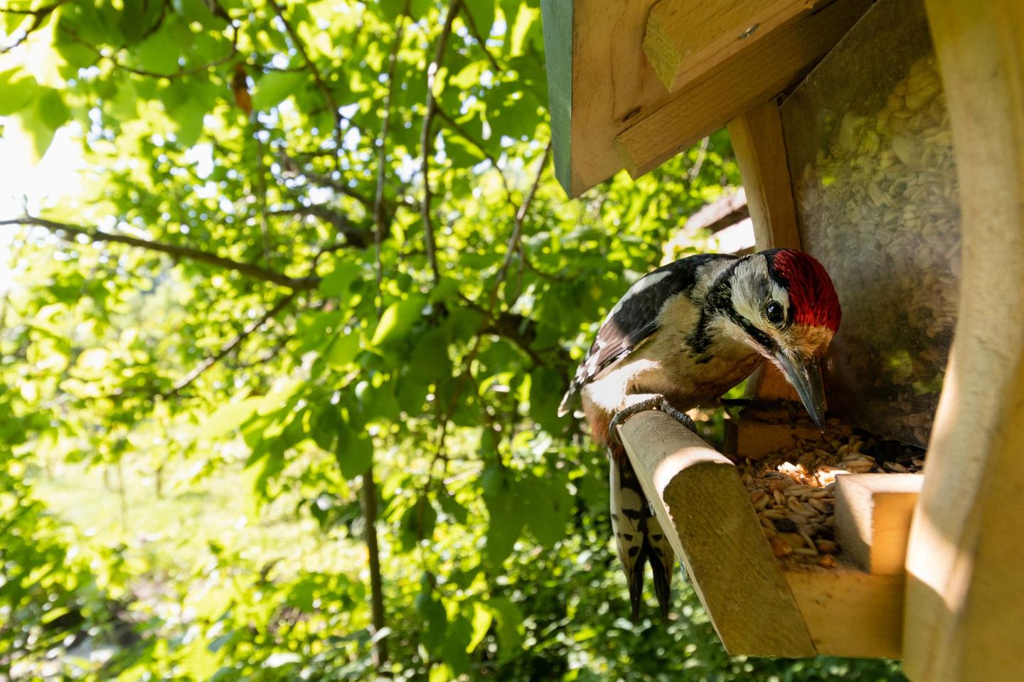 Nahaufnahme eines Buntspechts an einer Vogelfutterstation