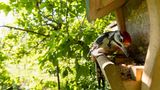 Nahaufnahme eines Buntspechts an einer Vogelfutterstation