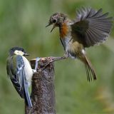Junges Rotkehlchen und junge Kohlmeise streiten sich