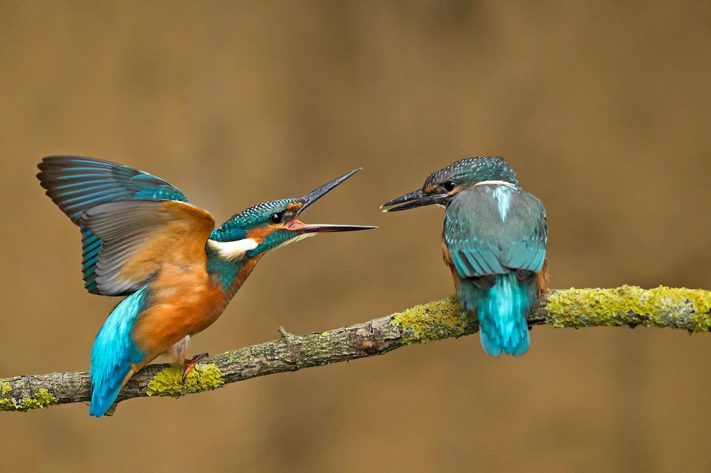 Die Tiere sind wunderschön! Deutschland, Niedersachsen, Eisvogel auf Ast