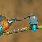 Deutschland, Niedersachsen, Eisvogel auf Ast