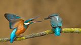 Deutschland, Niedersachsen, Eisvogel auf Ast