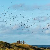 Vogelbeobachter auf Helgoland schauen auf einen Vogelschwarm