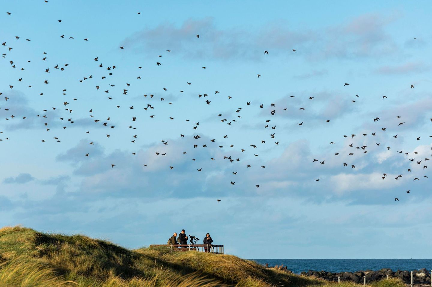 Vogelbeobachter auf Helgoland schauen auf einen Vogelschwarm