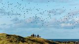 Vogelbeobachter auf Helgoland schauen auf einen Vogelschwarm