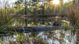 Europa, Deutschland, Baden-Württemberg, Schönbuch, Bebenhausen, Birkensee im Naturpark Schönbuch bei Sonnenuntergang