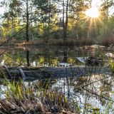 Europa, Deutschland, Baden-Württemberg, Schönbuch, Bebenhausen, Birkensee im Naturpark Schönbuch bei Sonnenuntergang