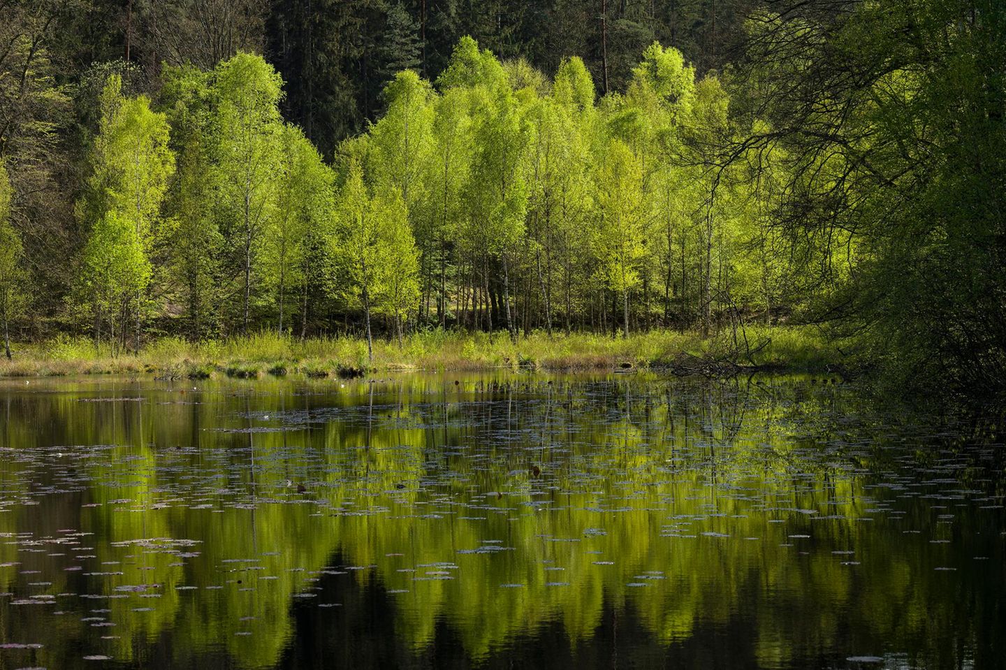 Frühling am Kranzwoog, das frische Laub der Birken leuchtet im Sonnenlicht, Naturschutzgebiet Moosbachtal bei Dahn, Naturpark Pfälzerwald, Biosphärenreservat Pfälzerwald-Nordvogesen, Deutschland, Rheinland-Pfalz