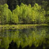 Frühling am Kranzwoog, das frische Laub der Birken leuchtet im Sonnenlicht, Naturschutzgebiet Moosbachtal bei Dahn, Naturpark Pfälzerwald, Biosphärenreservat Pfälzerwald-Nordvogesen, Deutschland, Rheinland-Pfalz