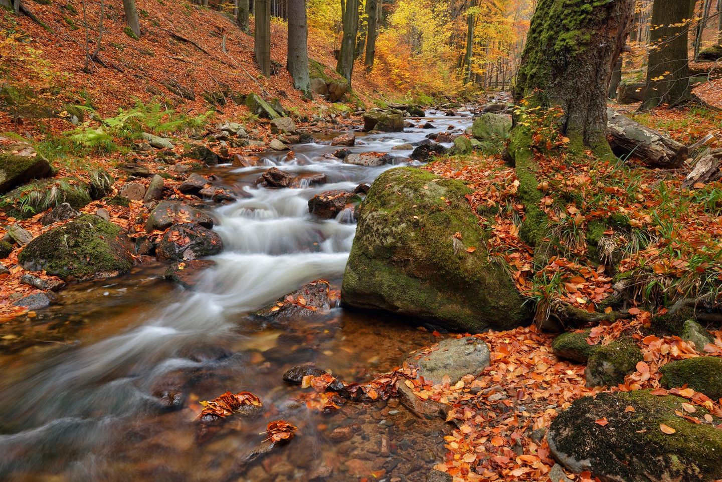 Nationalpark Harz The Ilse River flowing through the Ilse Valley with autumn leaves in Harz National Park, Saxony-Anhalt, Germany.