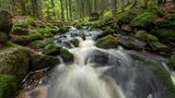 The mountain stream Kleine Ohe flowing through the lush, moss-covered forest in the Bavarian Forest National Park during summer, Neuschönau, Freyung-Grafenau district, Bavaria, Germany.
