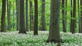 Germany, Thuringia, Hainich National Park, view of blossoming ramson and beech trees in forest