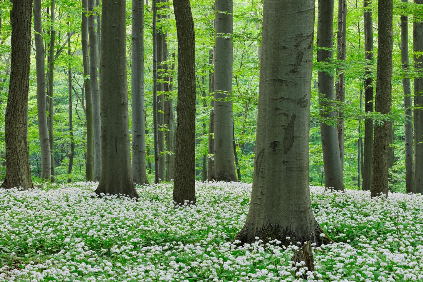 Germany, Thuringia, Hainich National Park, view of blossoming ramson and beech trees in forest
