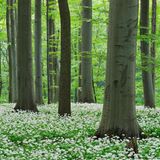 Germany, Thuringia, Hainich National Park, view of blossoming ramson and beech trees in forest