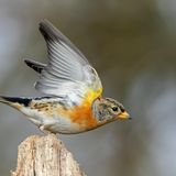 Männlicher  Bergfink startet seinen Flug