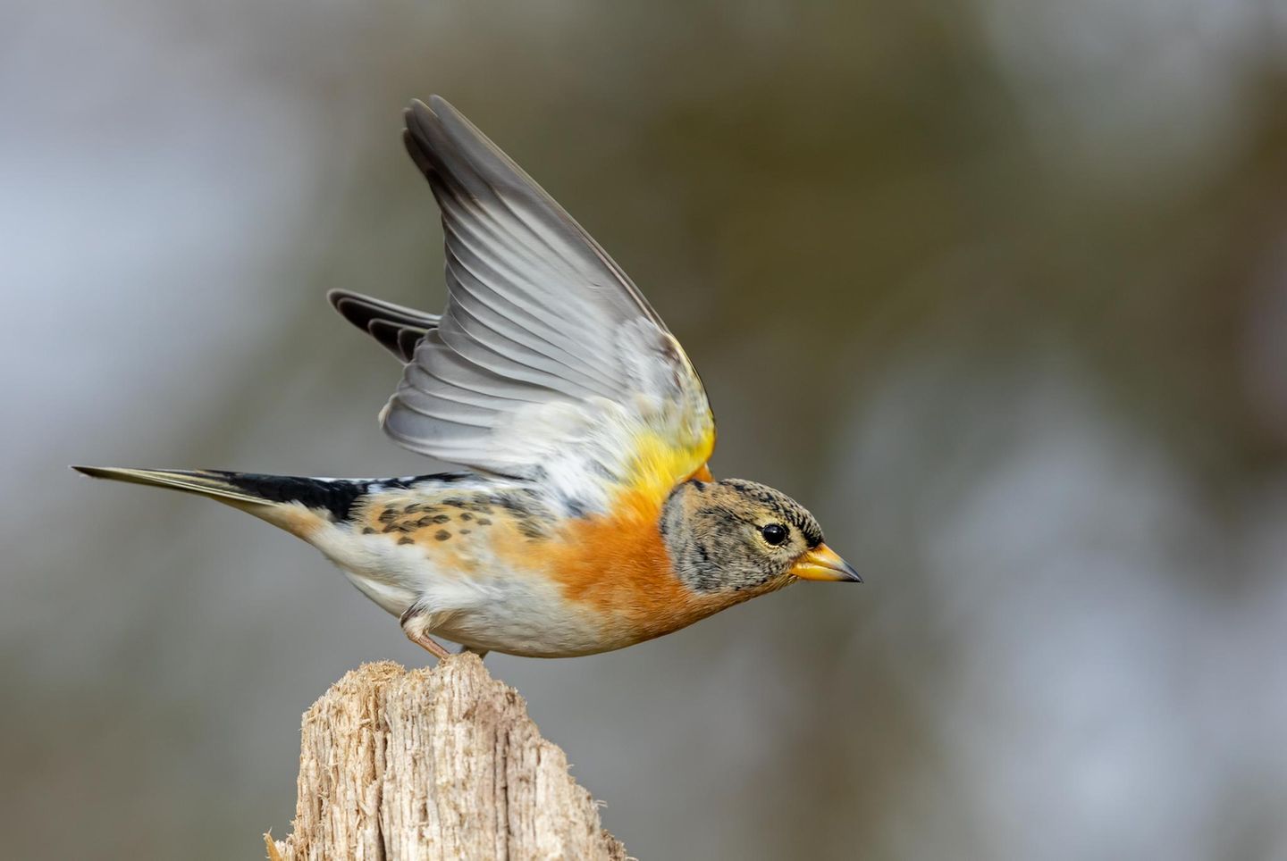 Männlicher  Bergfink startet seinen Flug