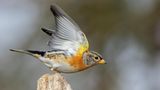 Männlicher  Bergfink startet seinen Flug