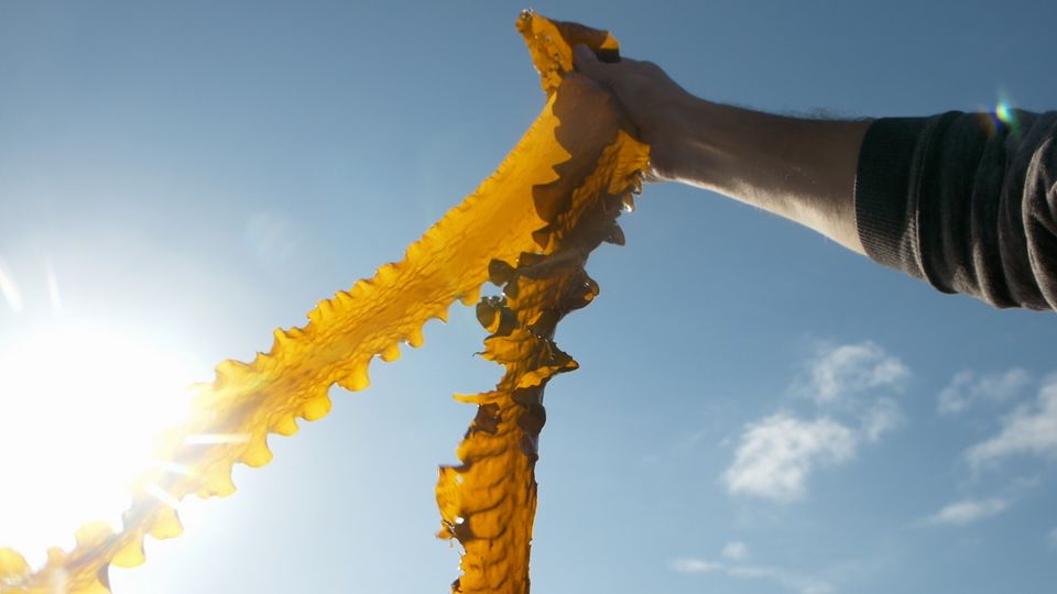 Unterwasserwälder: Hoffnungsträger aus der Tiefe: Kann Seetang Plastik ersetzen?