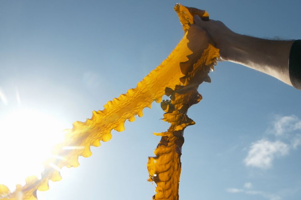 Unterwasserwälder: Hoffnungsträger aus der Tiefe: Kann Seetang Plastik ersetzen? 1.7778