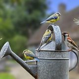Gartenvögel wie Haussperling, Kohlmeise und Blaumeise sitzen auf der Gießkanne um  Wasser zu trinken