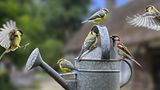 Gartenvögel wie Haussperling, Kohlmeise und Blaumeise sitzen auf der Gießkanne um  Wasser zu trinken