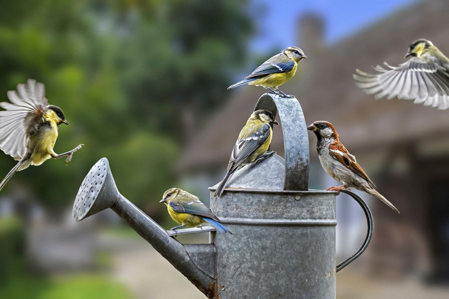 Vögelbeobachten macht glücklich! Gartenvögel wie Haussperling, Kohlmeise und Blaumeise sitzen auf der Gießkanne um Wasser zu trinken