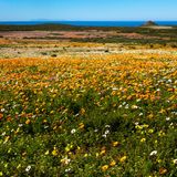 Landschaft mit einem Blumenmeer im Frühling im West Coast National Park mit dem Tafelberg im Hintergrund