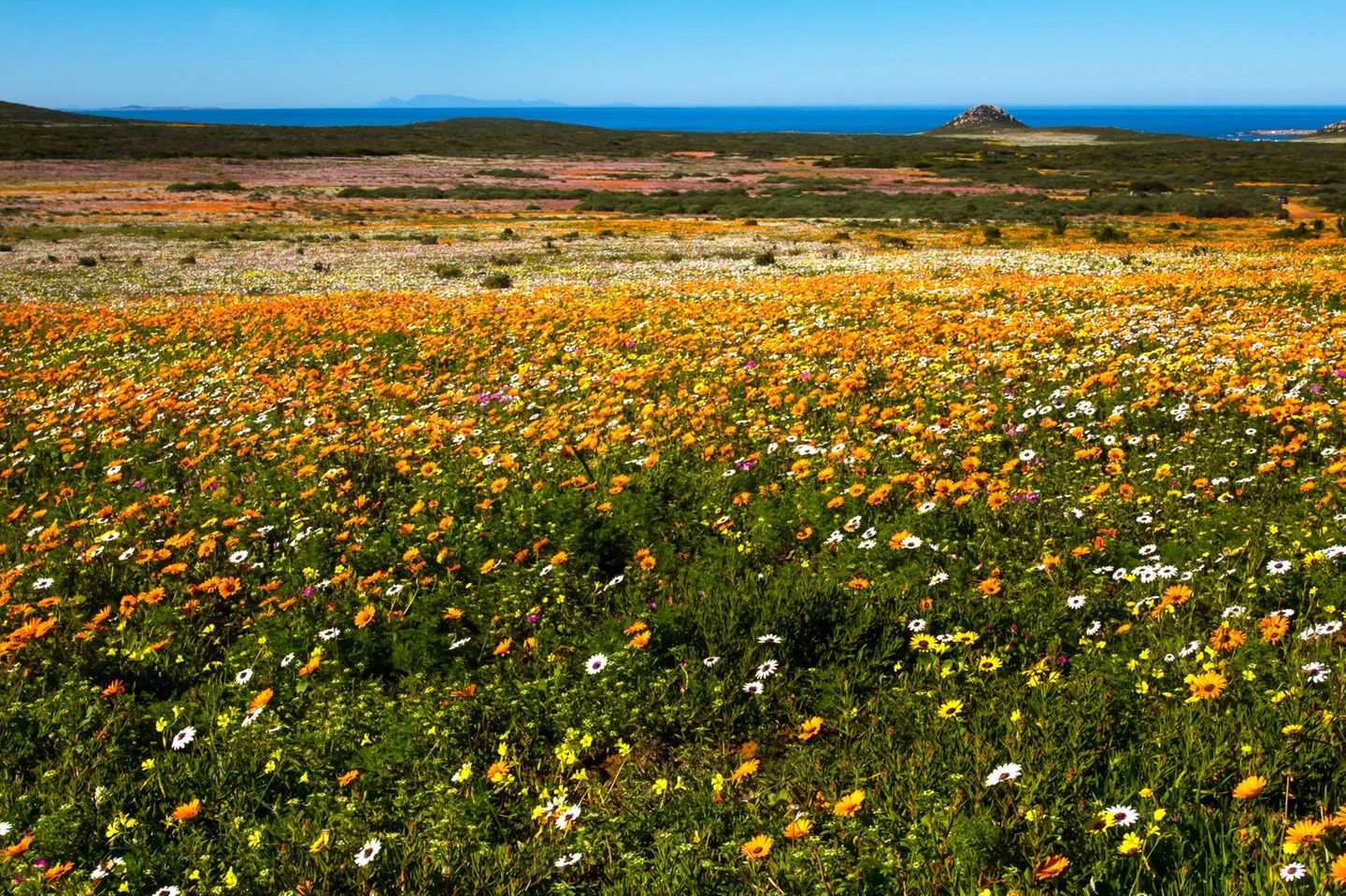 Ein Meer von Wildblumen: West Coast National Park Landschaft mit einem Blumenmeer im Frühling im West Coast National Park mit dem Tafelberg im Hintergrund