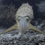 Getarnte Breitarm-Sepia