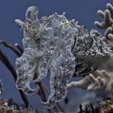 Breitarm-Sepia getarnt vor Korallen