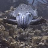 Breitarm-Sepia bei der Jagd