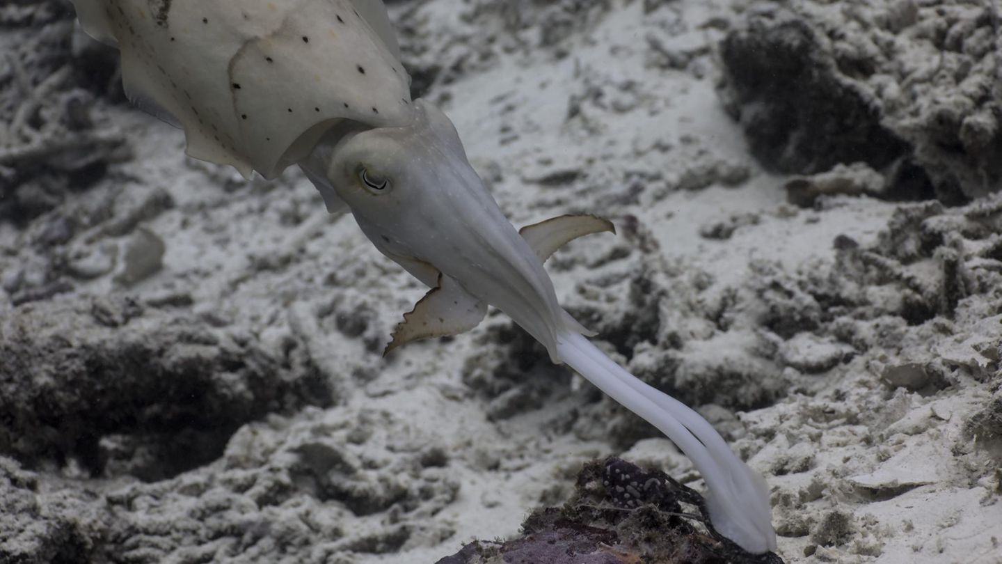 Blitzschneller Jäger Broadclub cuttlefish striking at prey crab.