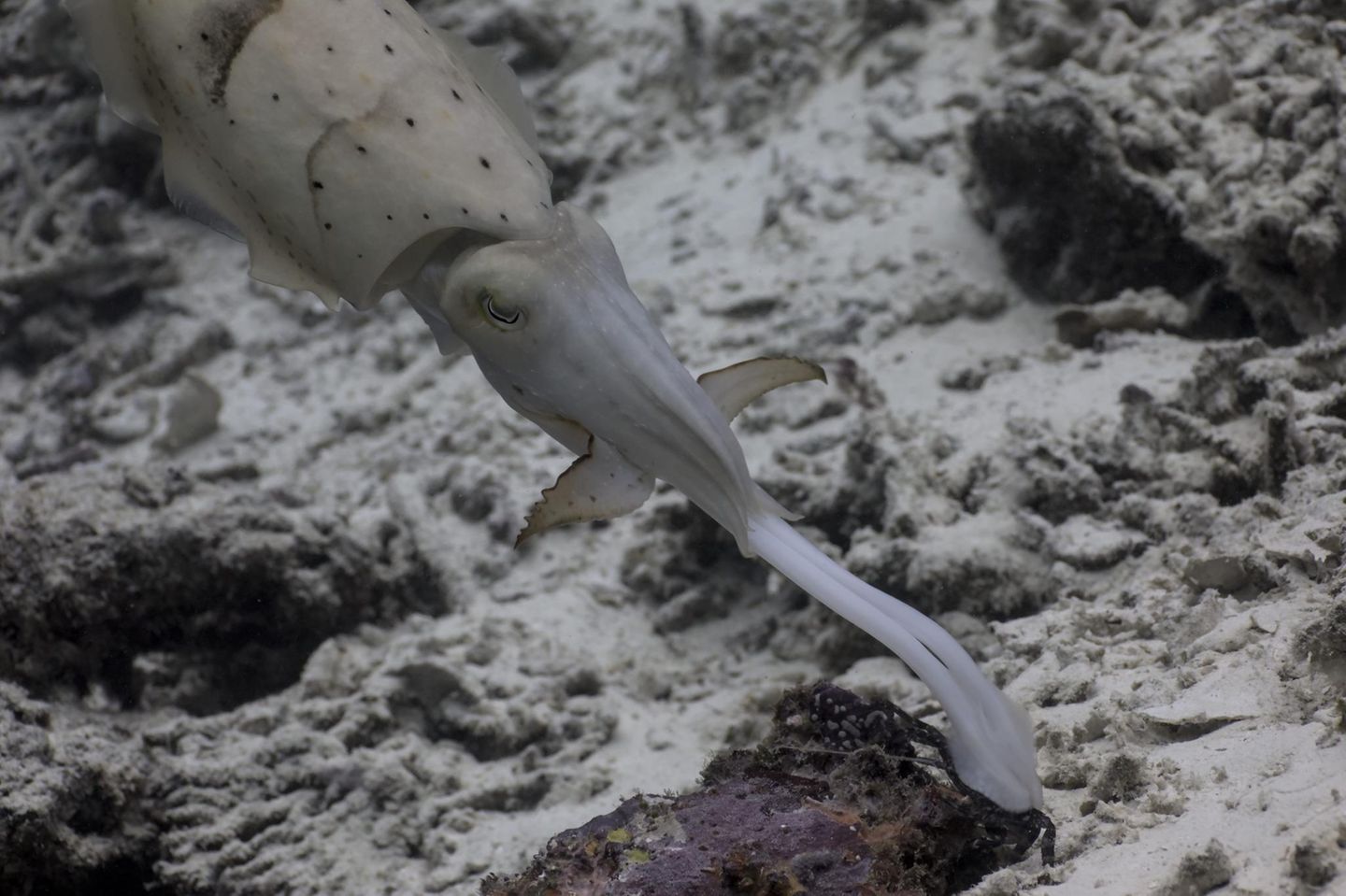 Blitzschneller Jäger Broadclub cuttlefish striking at prey crab.