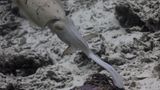 Broadclub cuttlefish striking at prey crab.