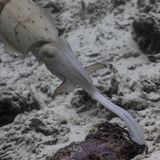 Broadclub cuttlefish striking at prey crab.