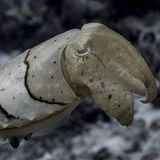 Breitban-Sepia bei der Tarnung