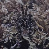 Getarnte Breitarm-Sepia