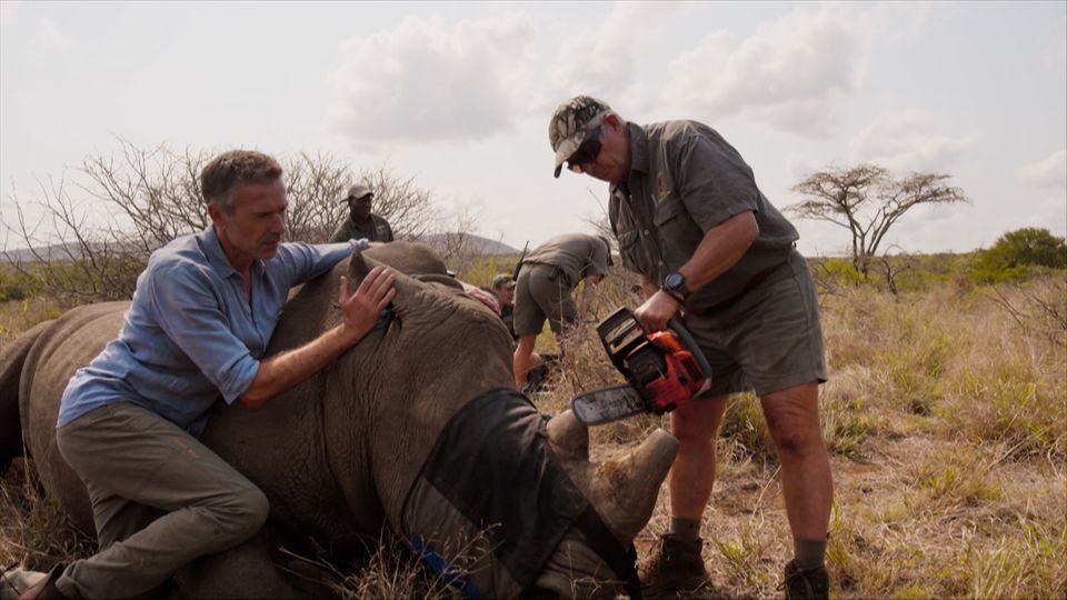 GEO Kettenreaktion: Mit der Kettensäge Leben retten: Der Kampf gegen Nashorn-Wilderei in Südafrika