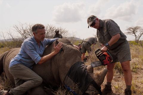 GEO Kettenreaktion: Mit der Kettensäge Leben retten: Der Kampf gegen Nashorn-Wilderei in Südafrika