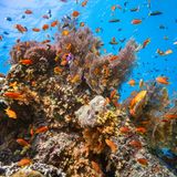 Korallenriff mit Fischen