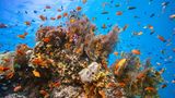Korallenriff mit Fischen