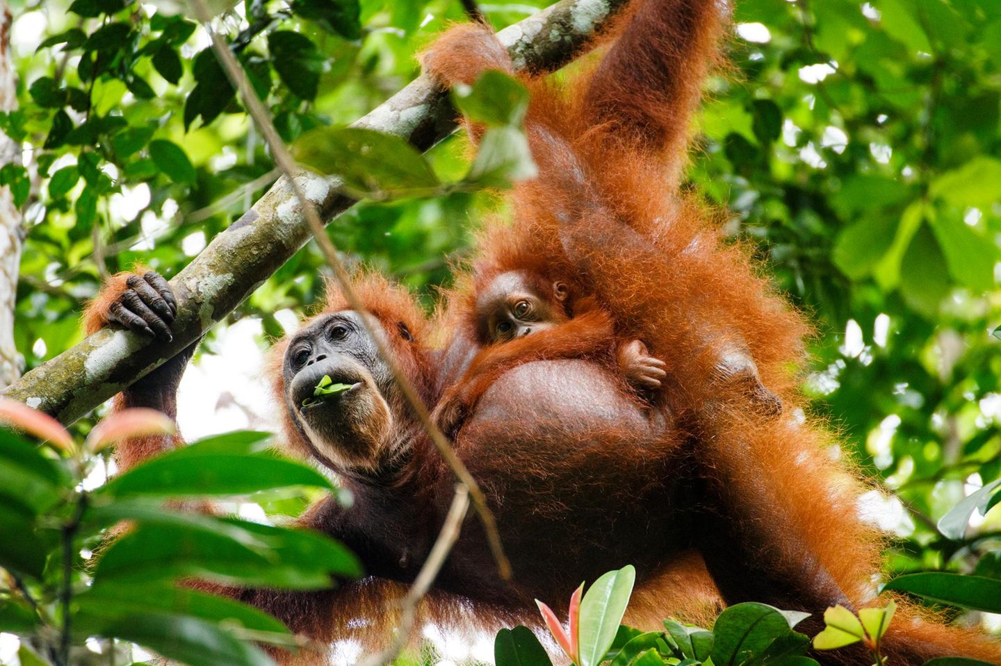 Orang Utan Mutter mit Kind