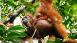 Orang Utan Mutter mit Kind