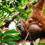 Orang Utan Mutter mit Kind